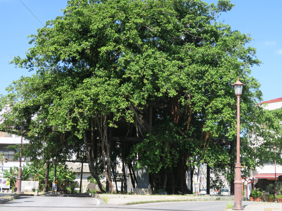 Nago Himpun Banyan Tree-名护市必去景点