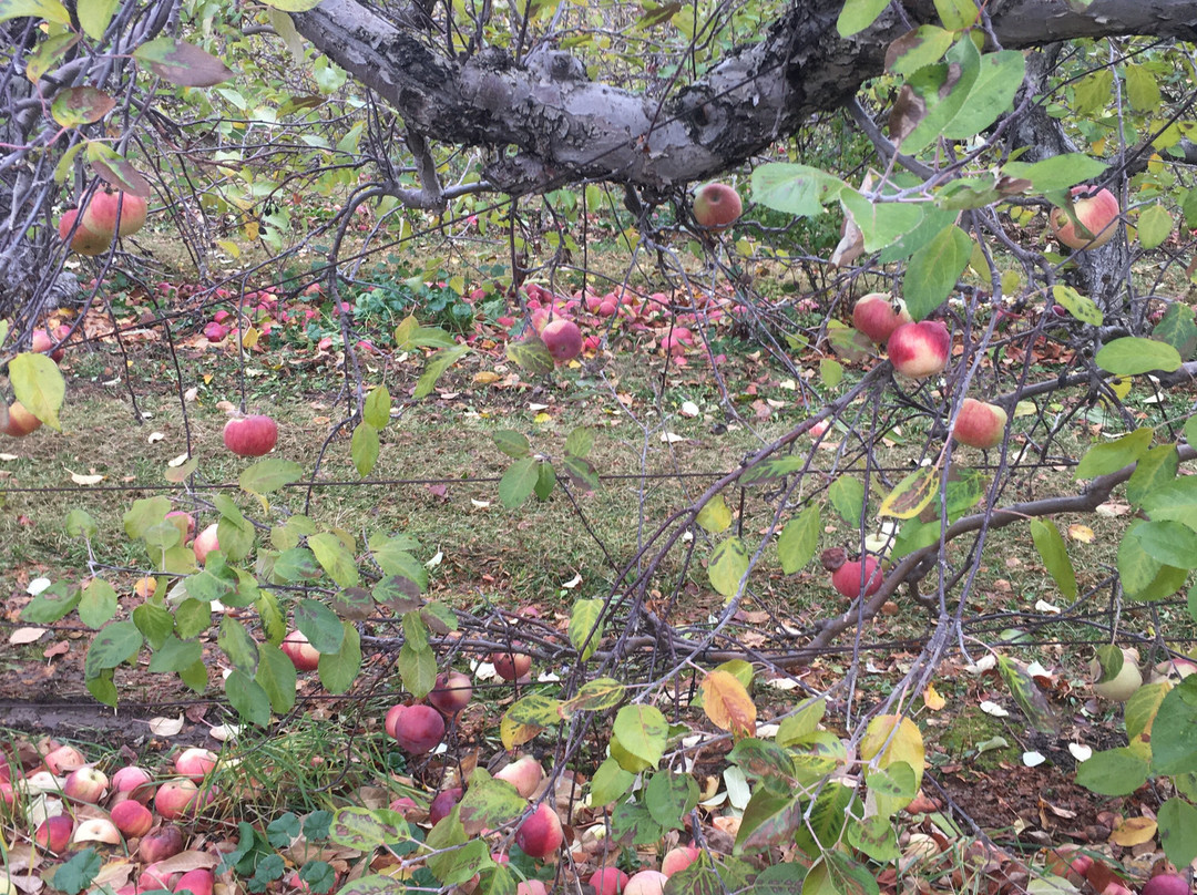 Pine Farms Orchard-King City必去景点