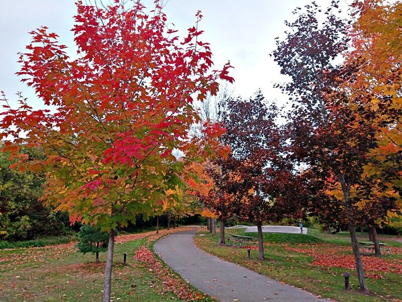 The Brock Trail景点图片