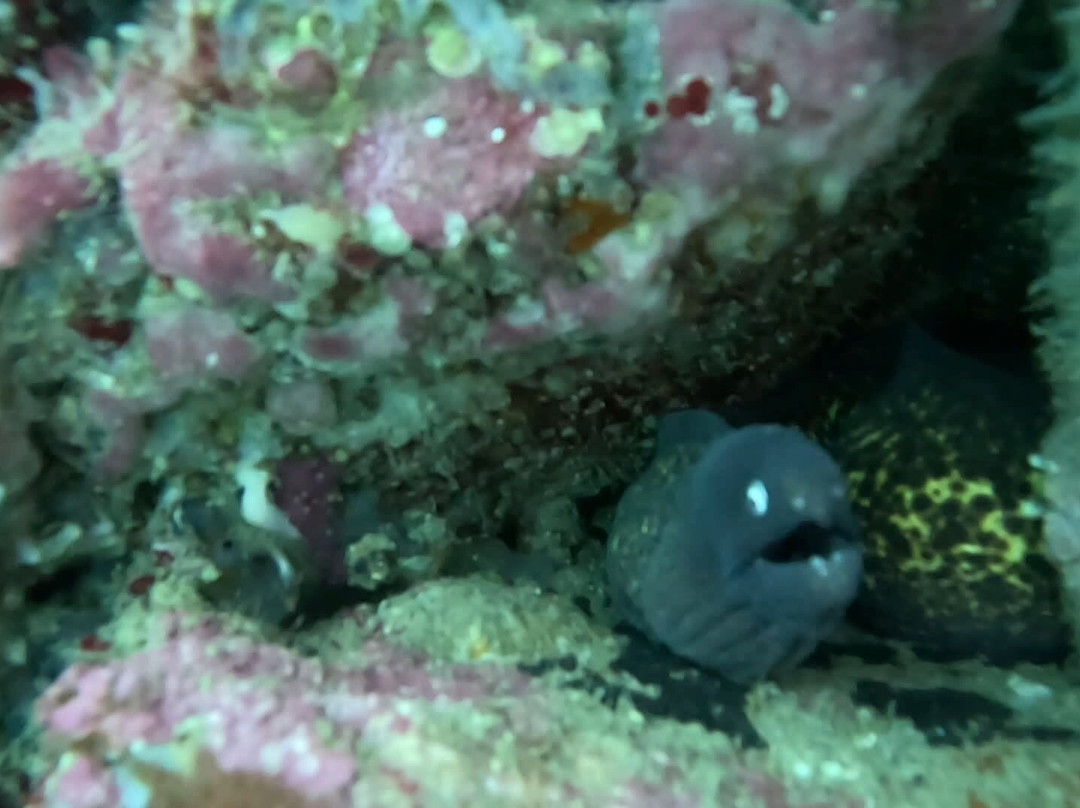 Blue Horizon Diving and Adventures景点图片