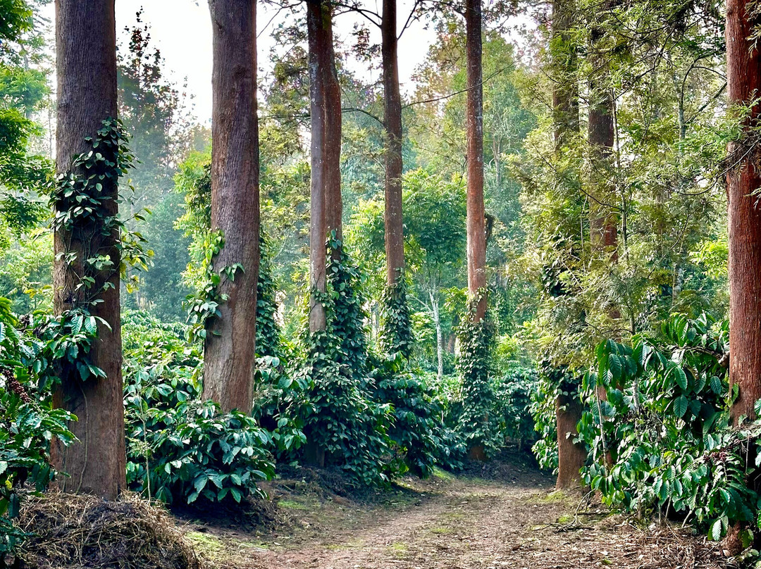 Evolve Back, Coorg主图