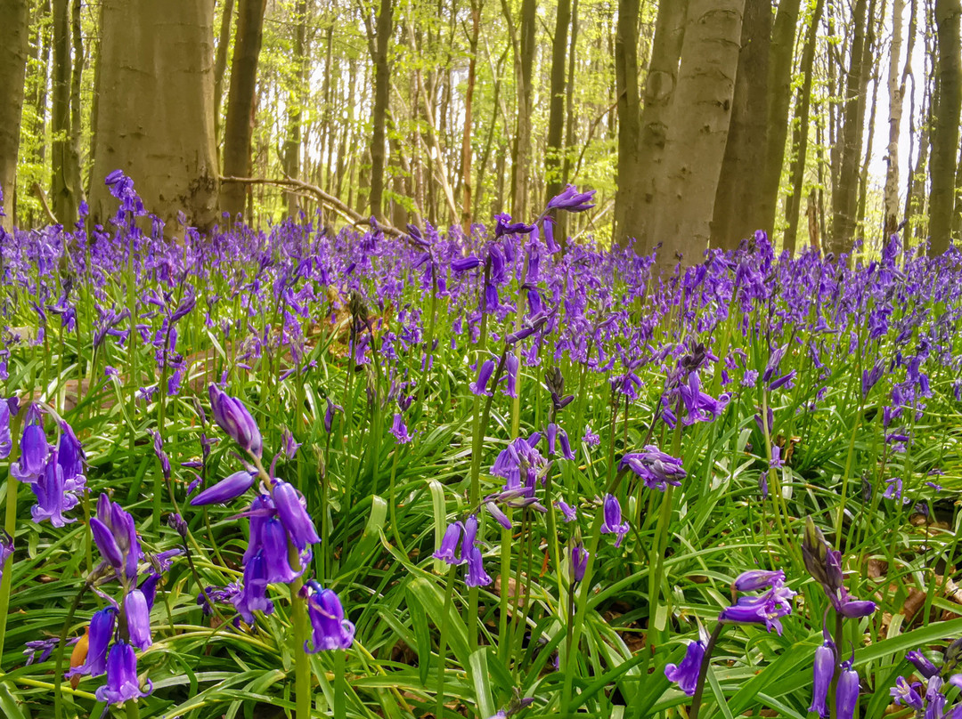 Weald Country Park景点图片