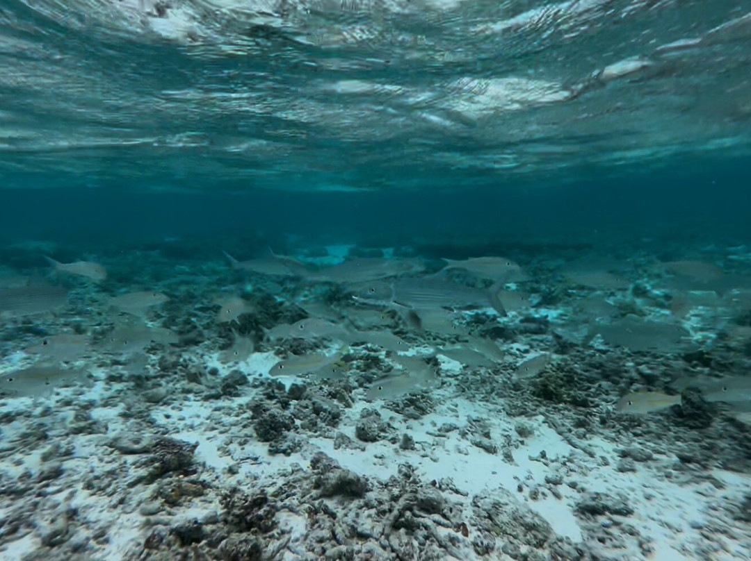Scout Park-West Island必去景点