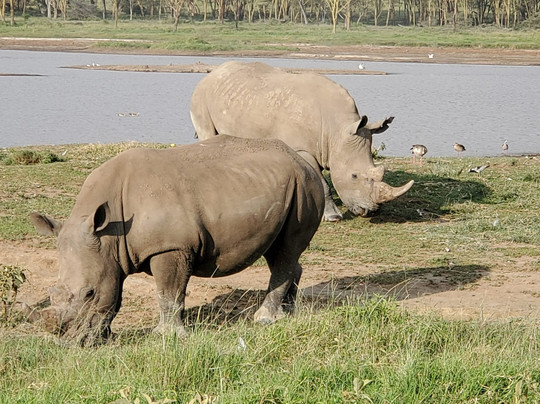 Marlomani Safaris-蒙巴萨必去景点