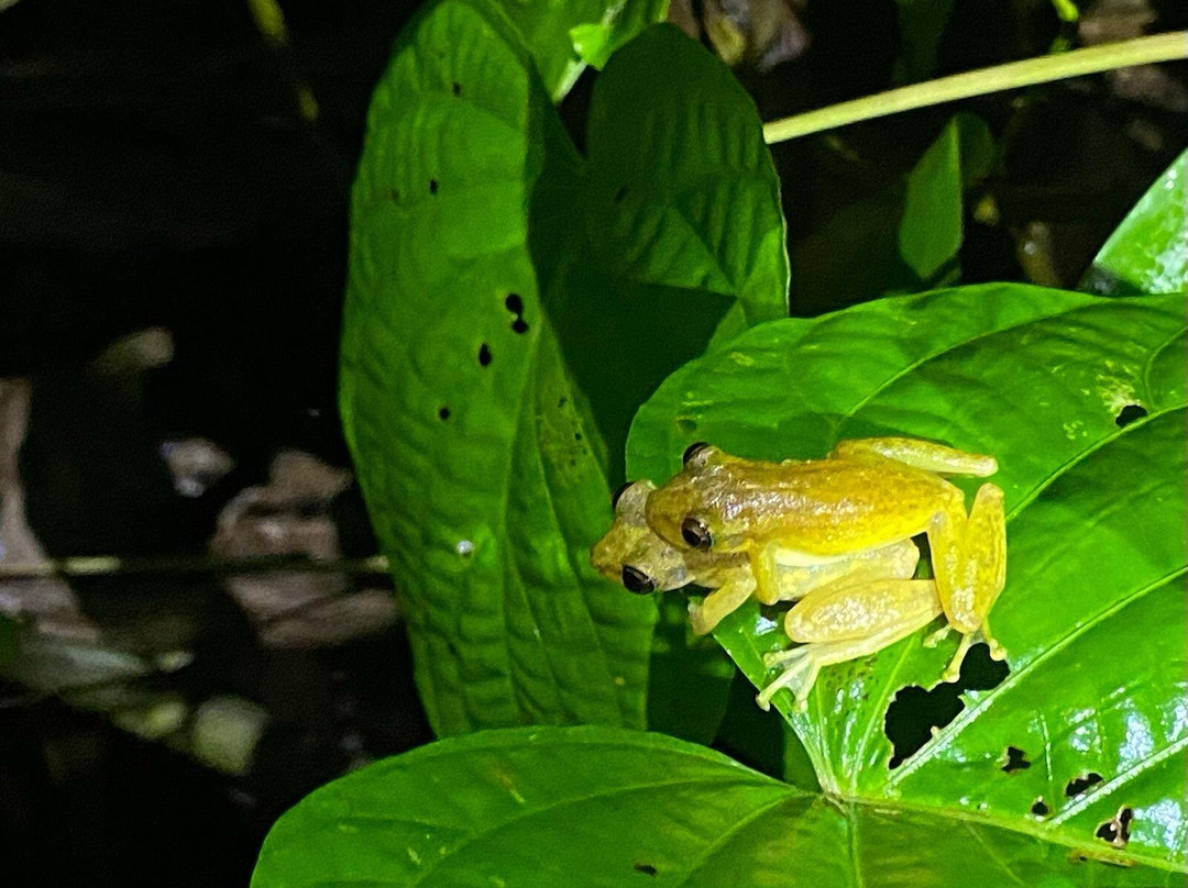 Pantiacolla-玛努国家公园必去景点