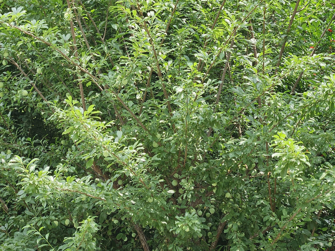 Chhaimale Resort主图