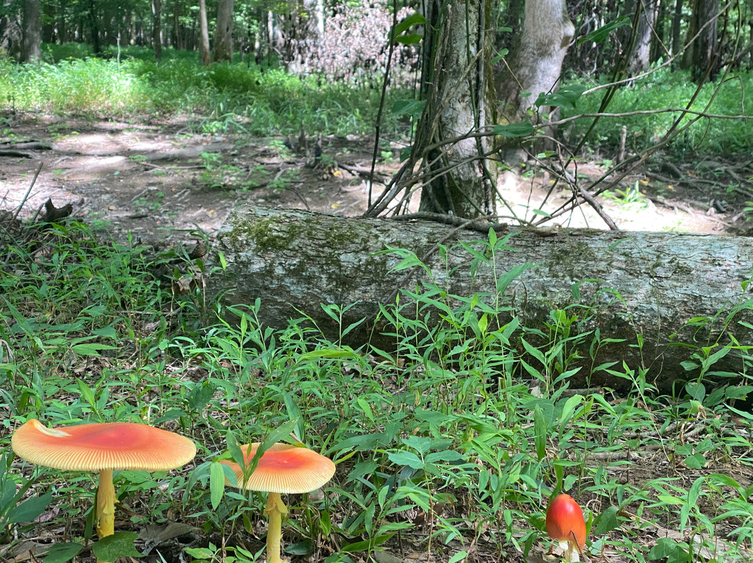 WC Johnson Park-Collierville必去景点