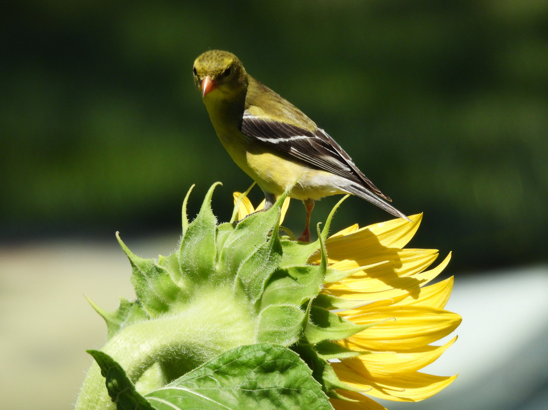 春树林墓园-辛辛那提必去景点