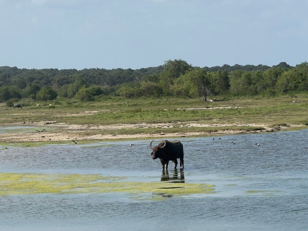 Travel Buddy - Sri Lanka-Palatuwa必去景点