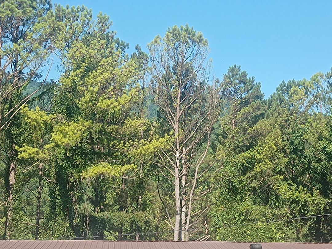 Red Roof Inn Caryville主图