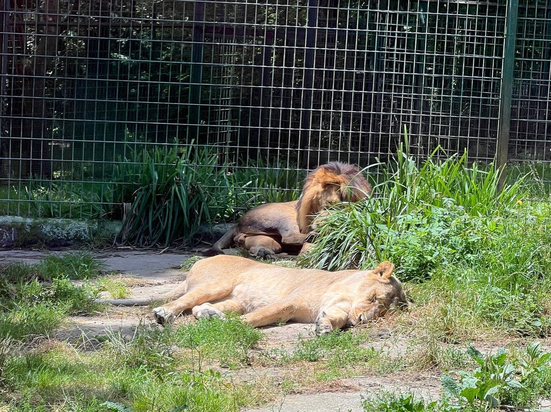 Zoo De Santillana Del Mar景点图片