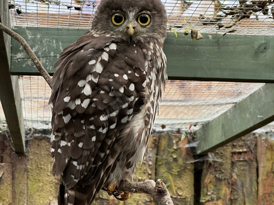 Scottish Owl Centre景点图片