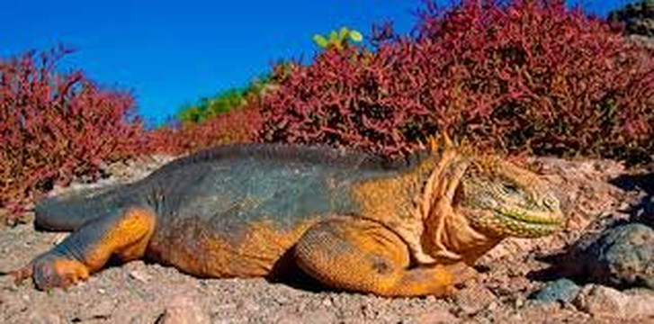 QUINTI-基多必去景点