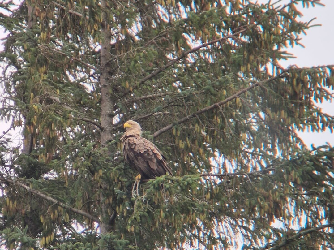 Wildlife on Mull景点图片