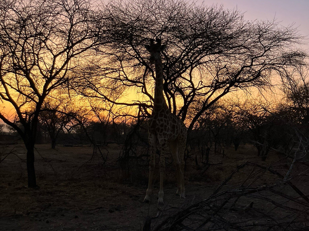 Little Africa Safari Lodge主图