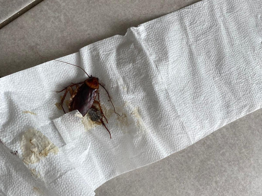 BLUESEA Bahía De Lobos主图