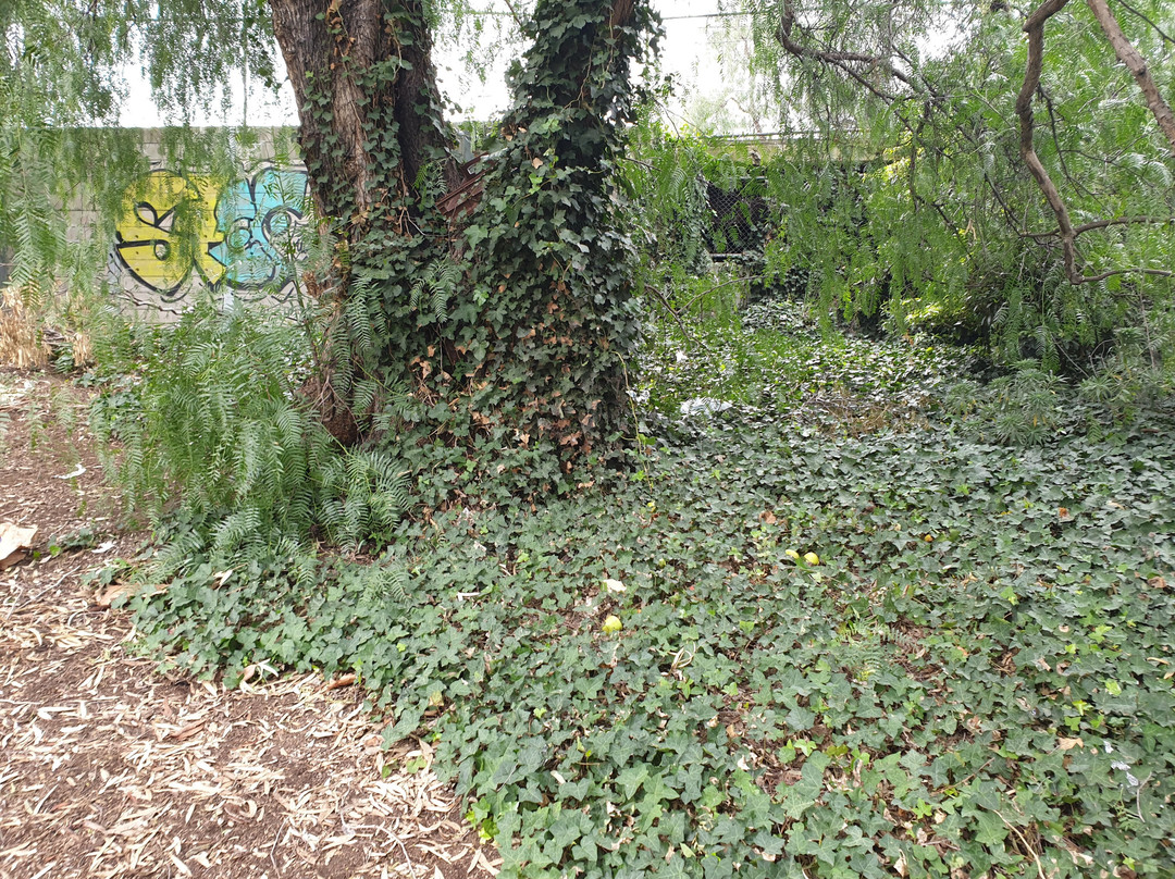 Newmarket Plaza Playground景点图片