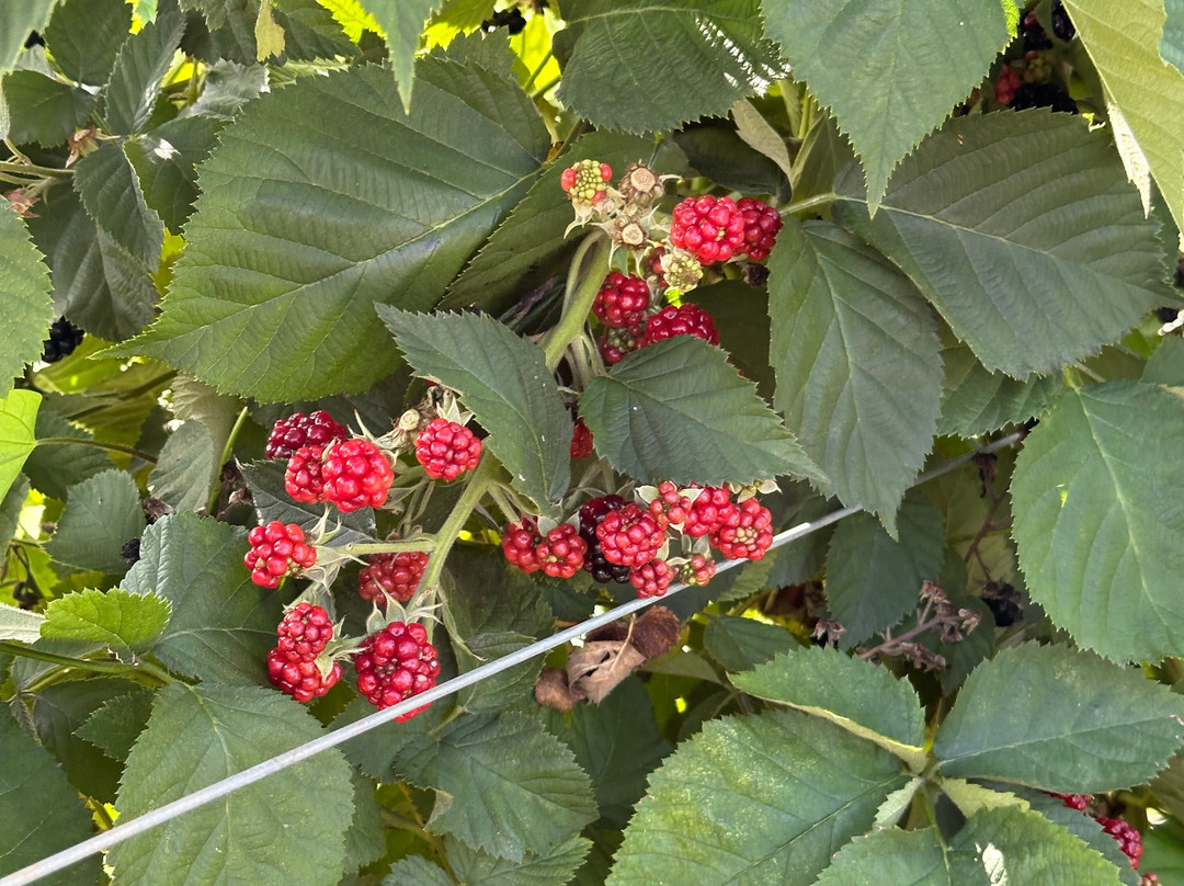Chiles Peach Orchard-Crozet必去景点