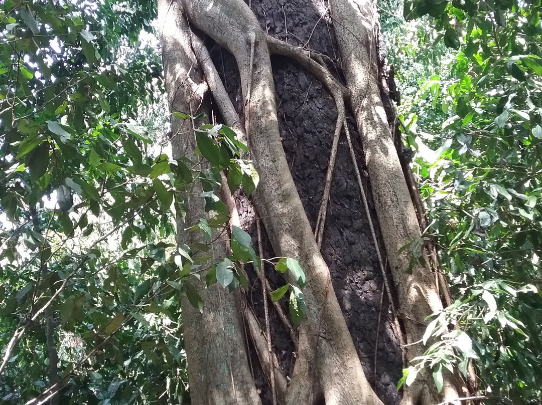 Kaya Kinondo Sacred Forest景点图片