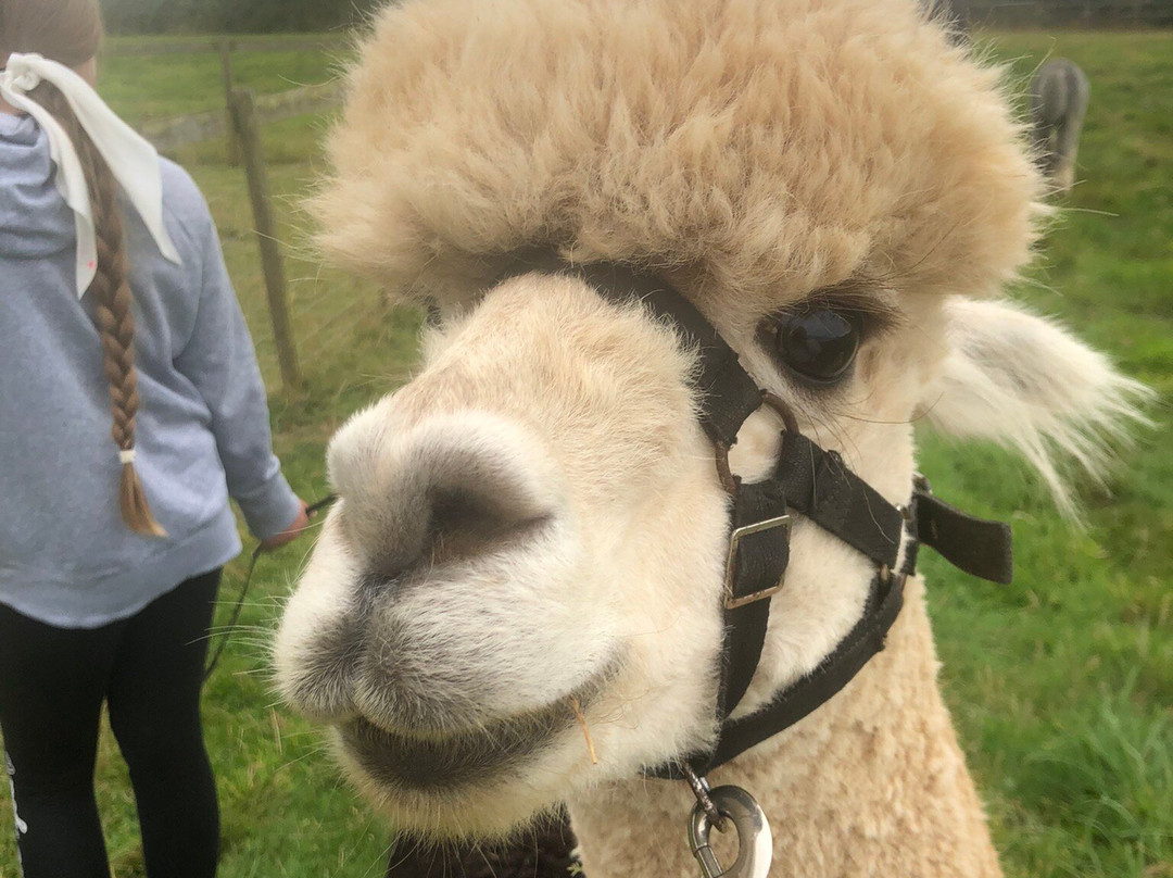 Wildwood Alpacas-Albrighton必去景点