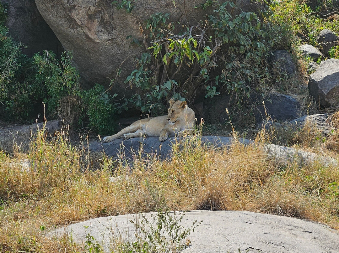 Priva Safaris and Adventures景点图片