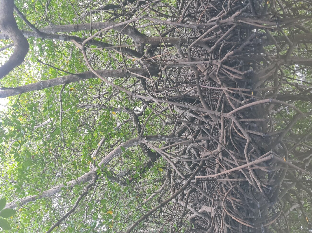 Cachoeira do Rio do Engenho ( Cachoeira do Cleandro )-Itacare必去景点