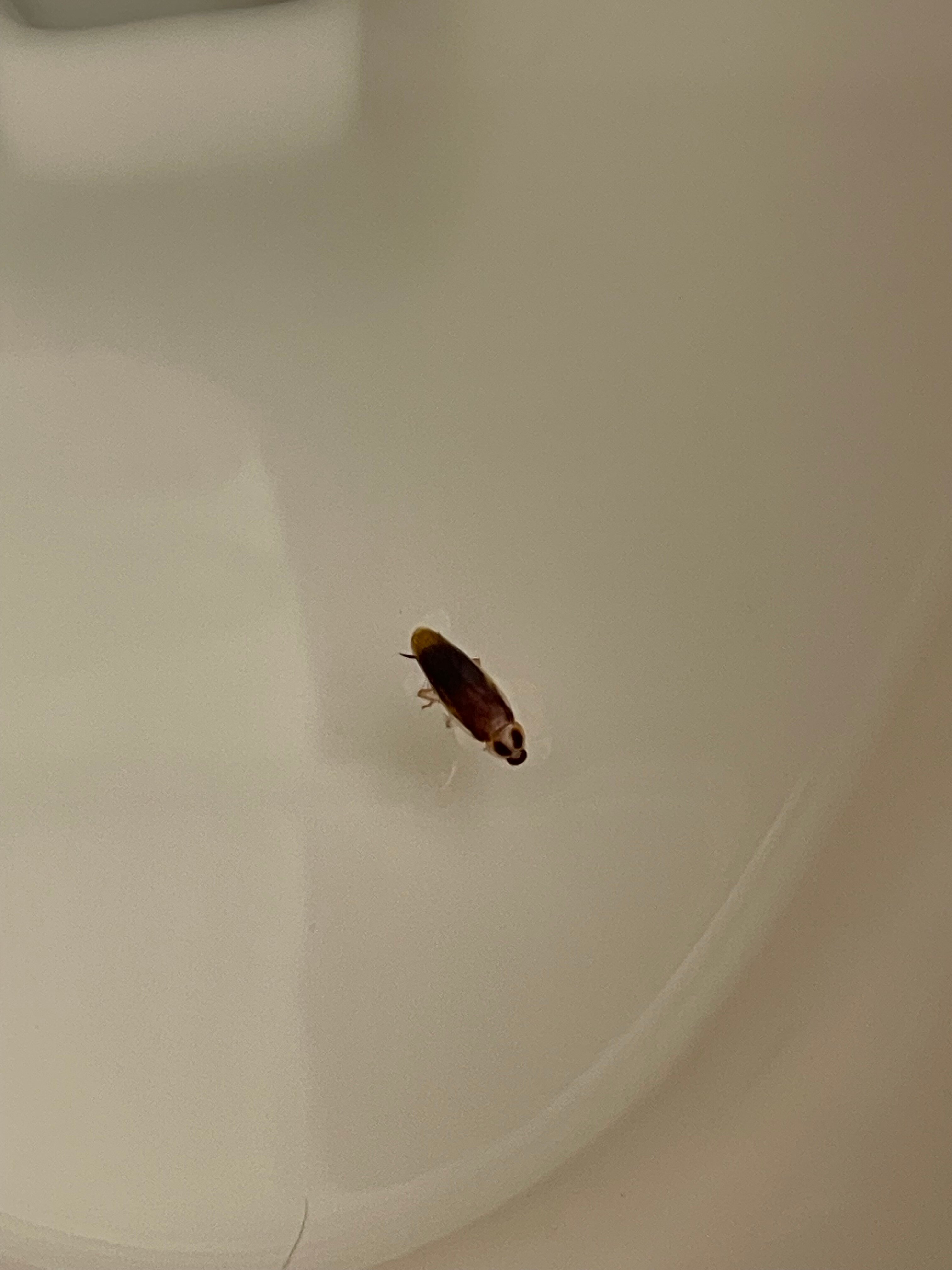 Best Western Plus Mcdonough Inn & Suites-官方