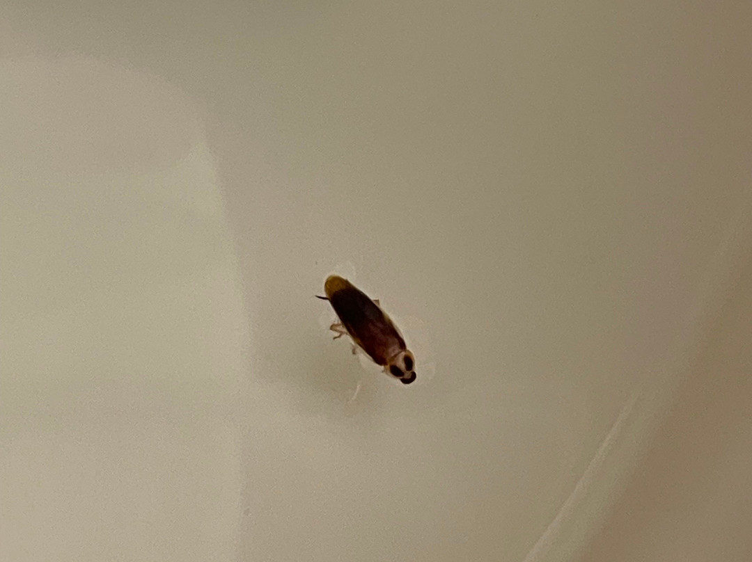 Best Western Plus Mcdonough Inn & Suites主图