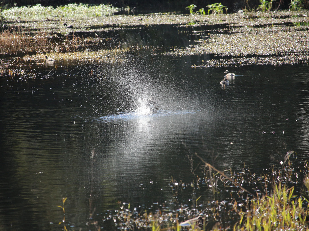 Hunter Wetlands Centre景点图片