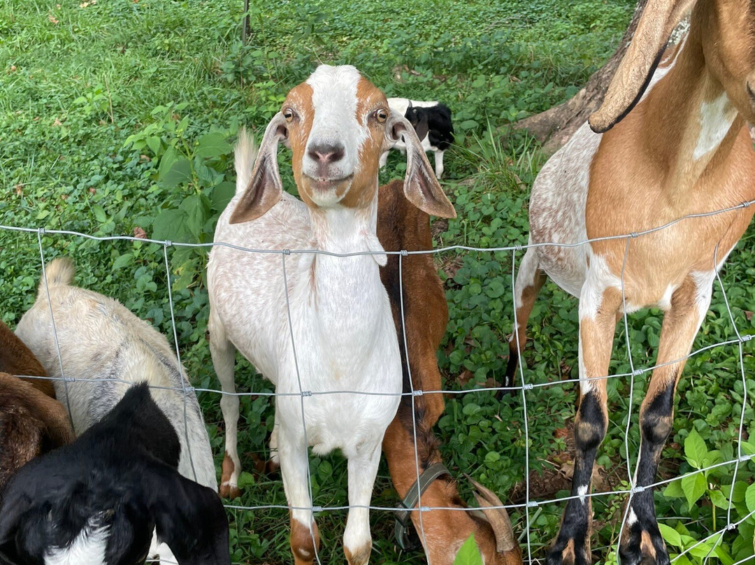 Vanquility Acres Inn & Peaksview Cottages主图