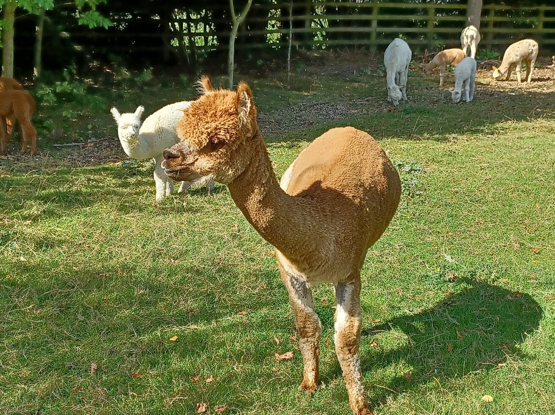 Yew Tree Alpacas景点图片