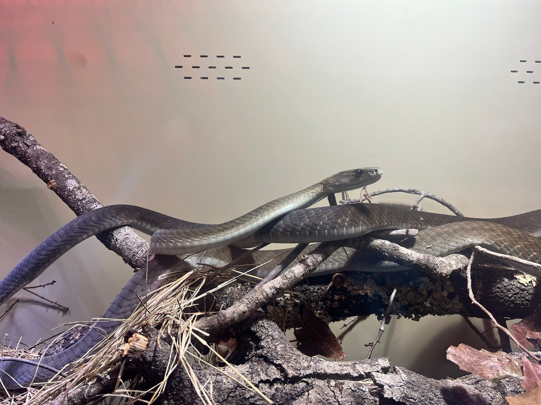 Reptile Preservation Institute-Keystone Heights必去景点