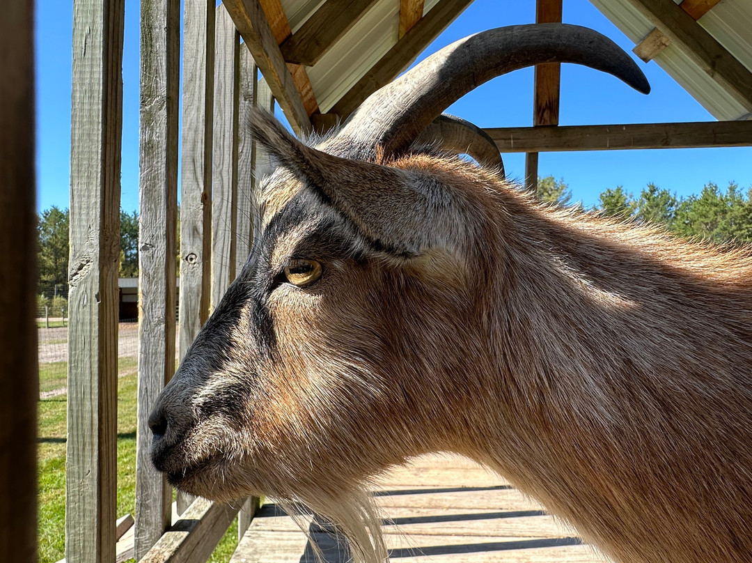 Roscommon Zoo景点图片