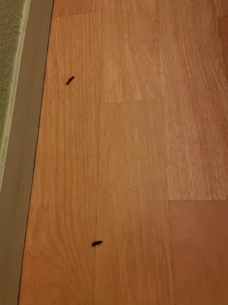 宜必思快捷里昂圣格尼斯拉瓦尔酒店-官方