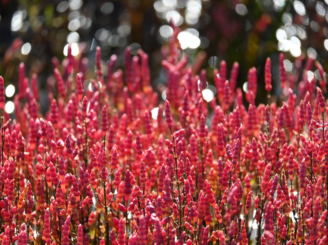 能取湖第一展望台-网走市必去景点