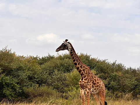 Wild Voyager-内罗毕必去景点