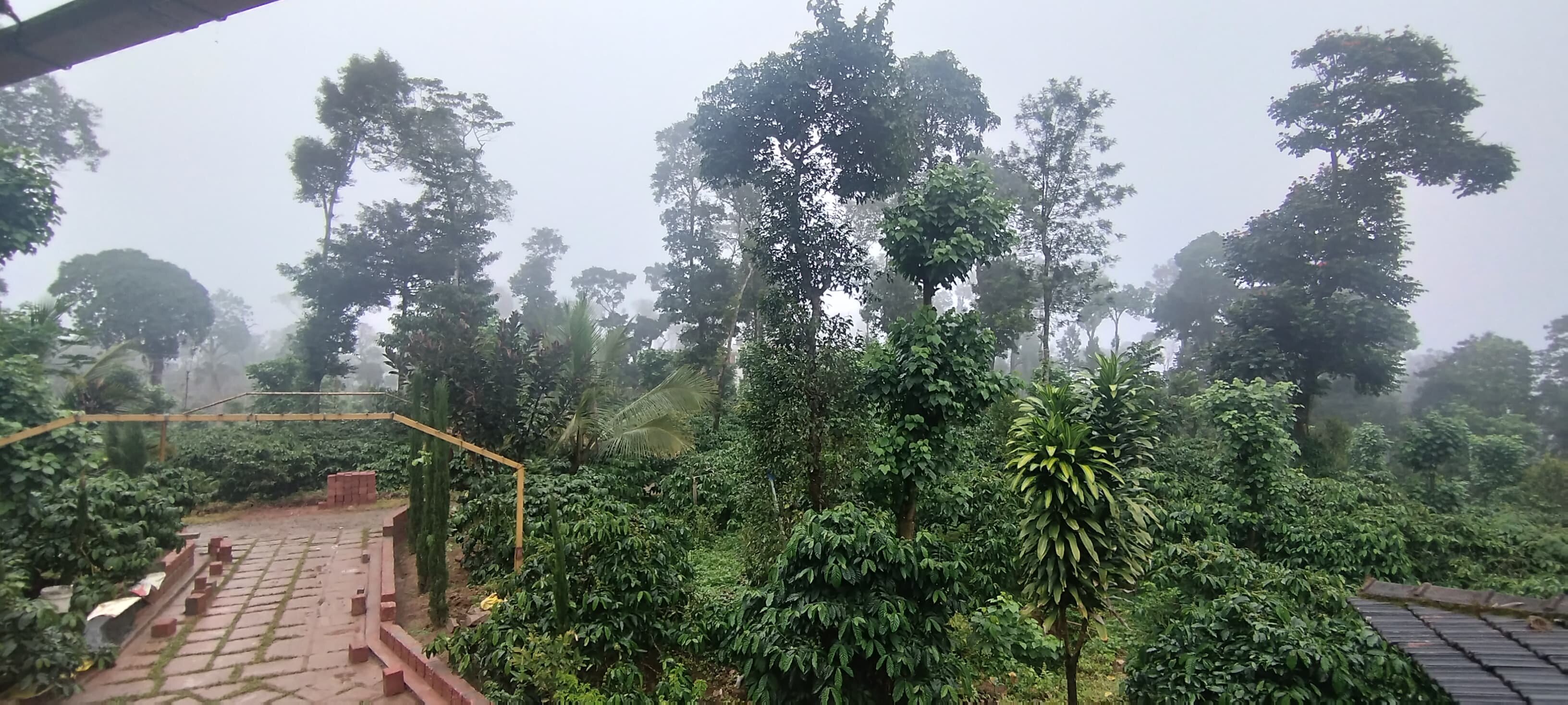 Heights Farm Stay | Coffee Estate Stay-酒店景观