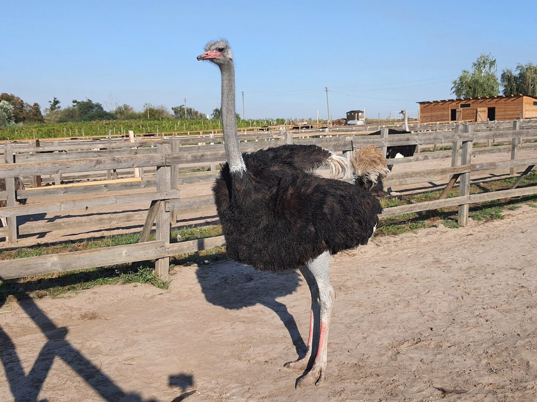 Ostrich Farm Dolina Strausov-Yasnogorodka必去景点