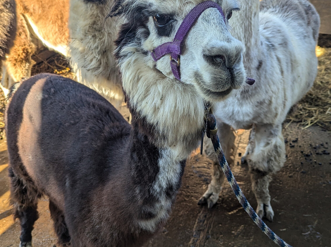 Smoky Mountain Llama Treks景点图片
