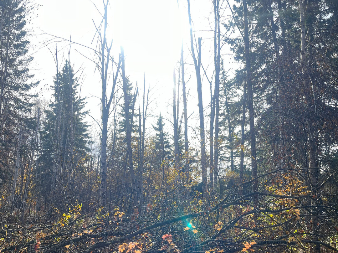 Jurassic Forest-Gibbons必去景点