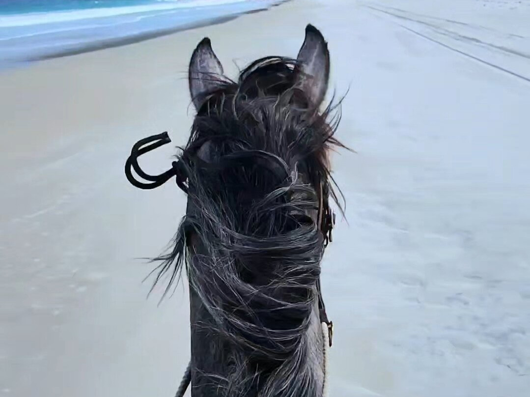 Muttonbird Beach and Shelter Island-奥尔巴尼必去景点