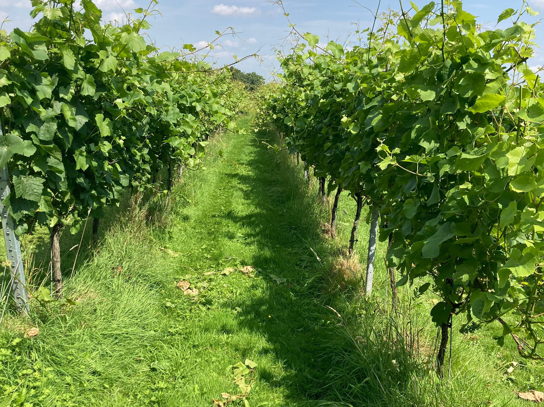 Dunesforde Vineyard-约克必去景点