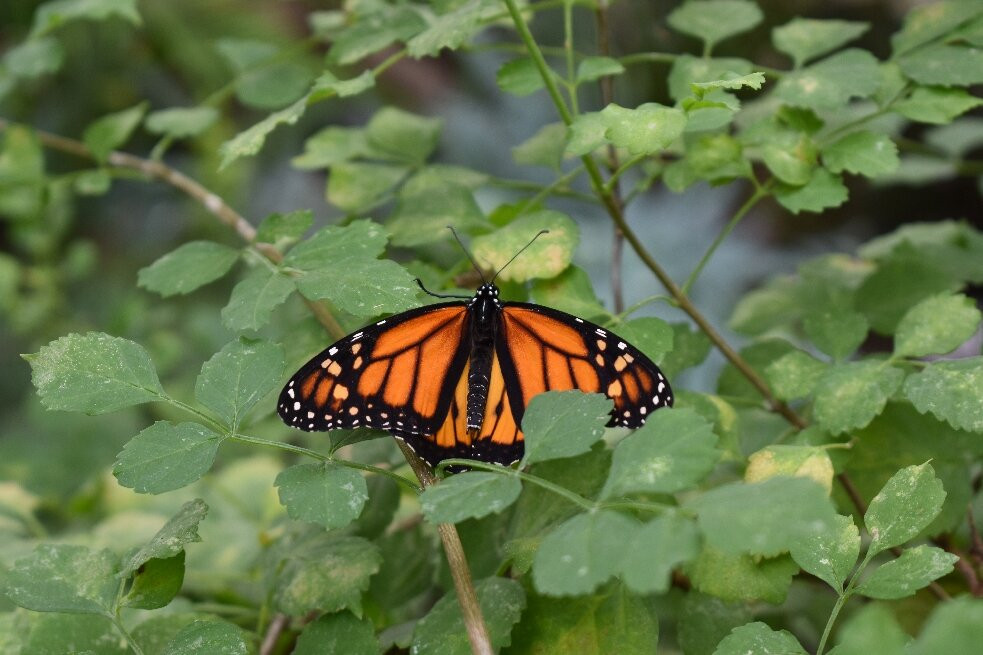 Eifalia Schmetterlingsgarten-Ahrhutte必去景点