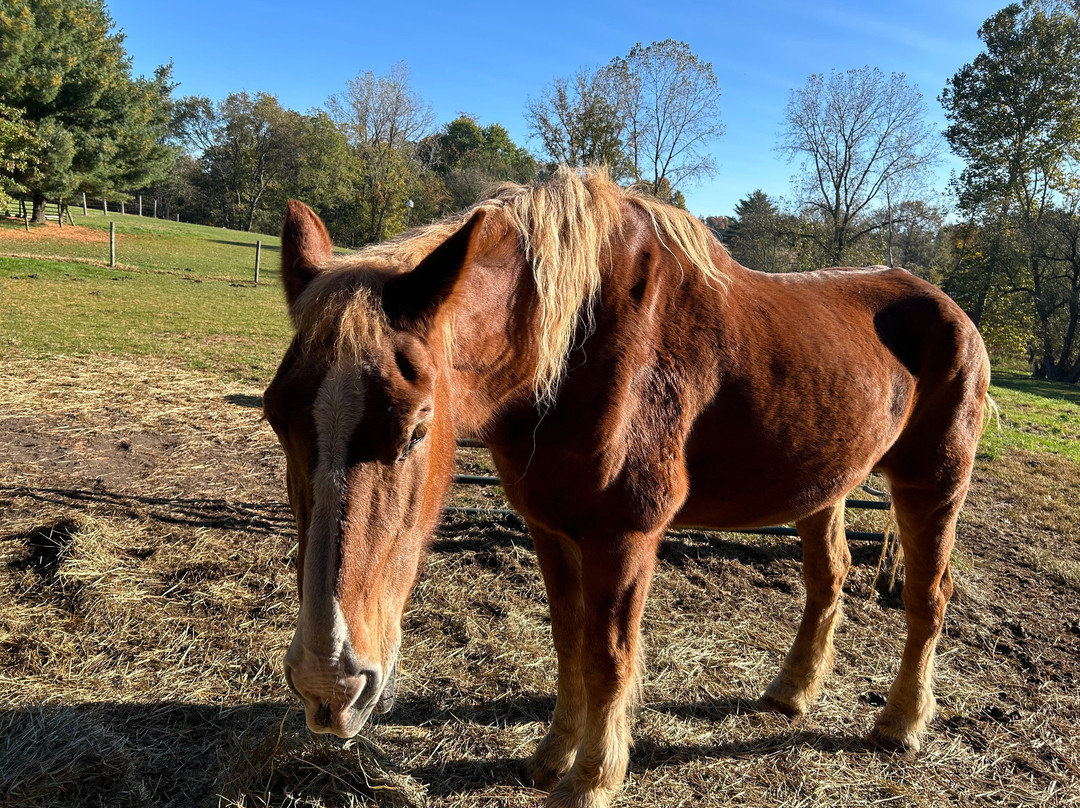 Somewhere in Time Bed and Breakfast主图