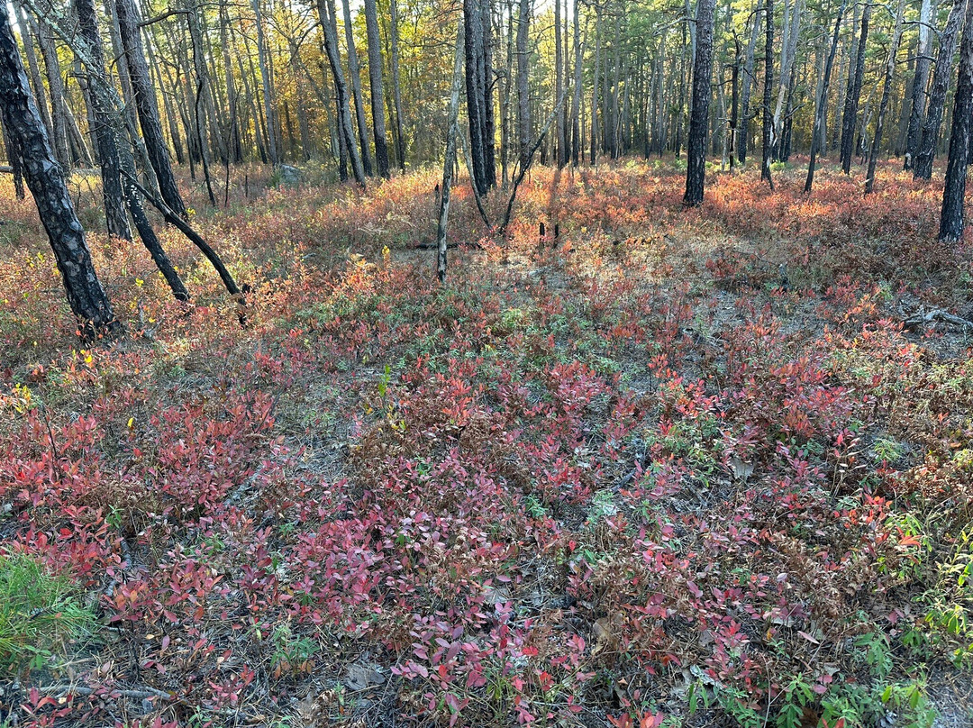 Wharton State Forest景点图片
