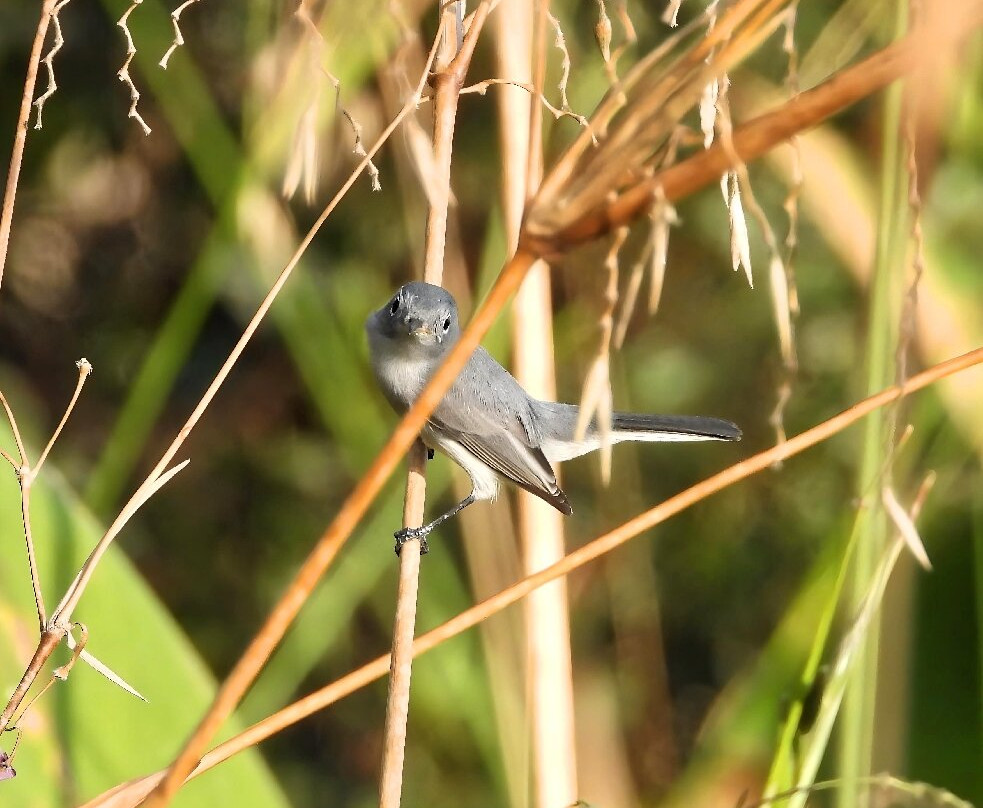 Fred W. Coyle Freedom Park-那不勒斯必去景点