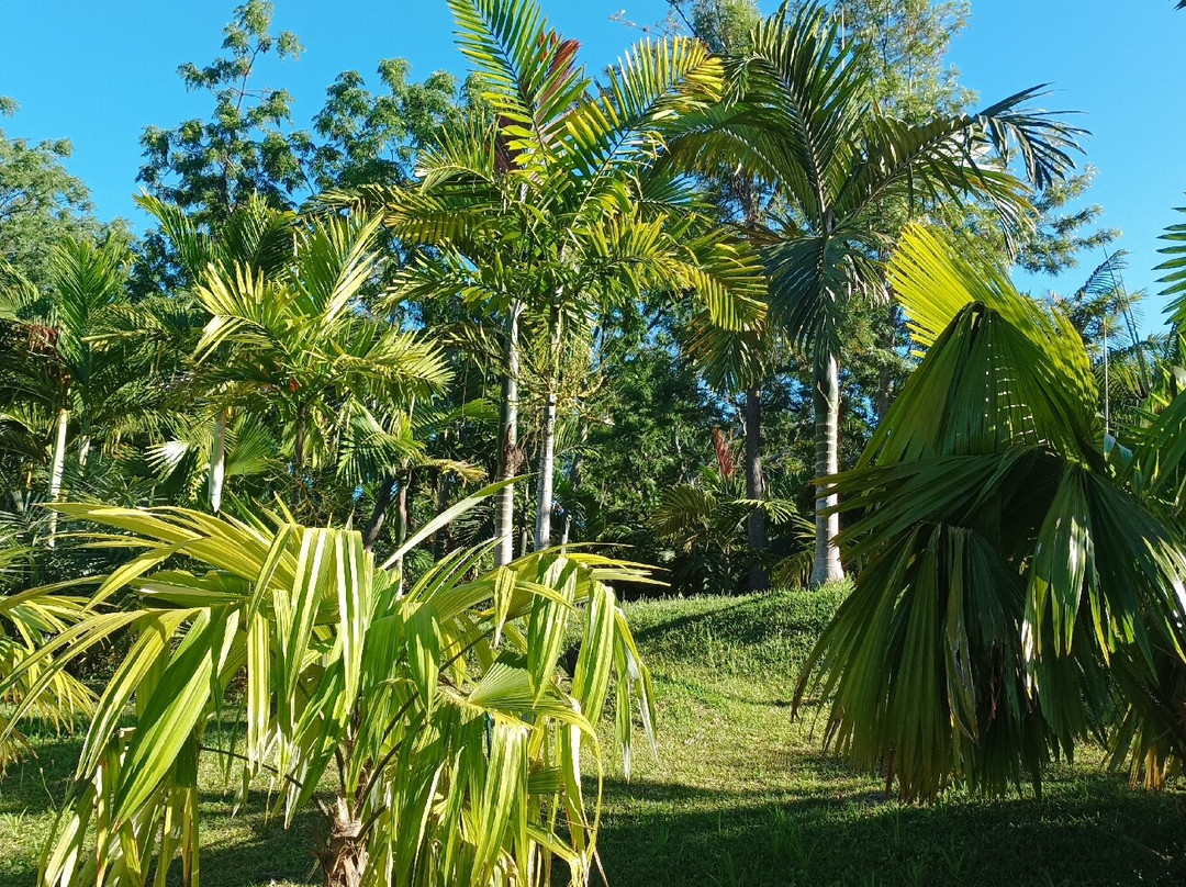 Parc des Palmiers景点图片