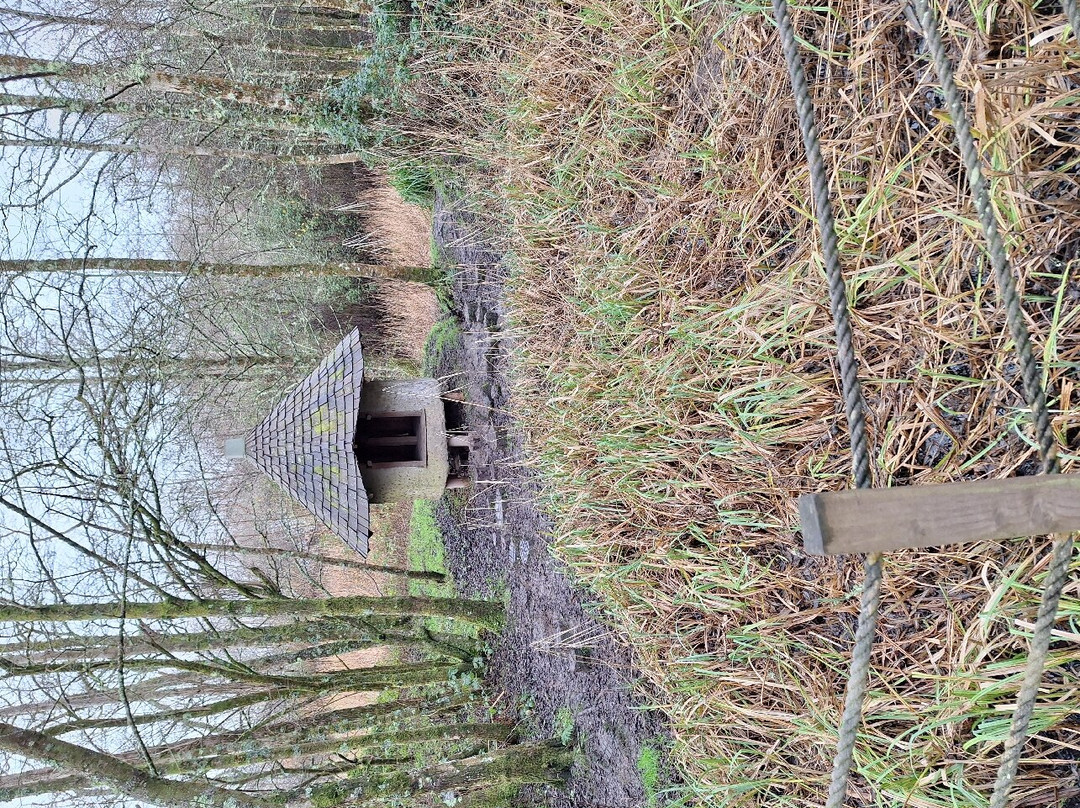 WWT Llanelli Wetland Centre景点图片