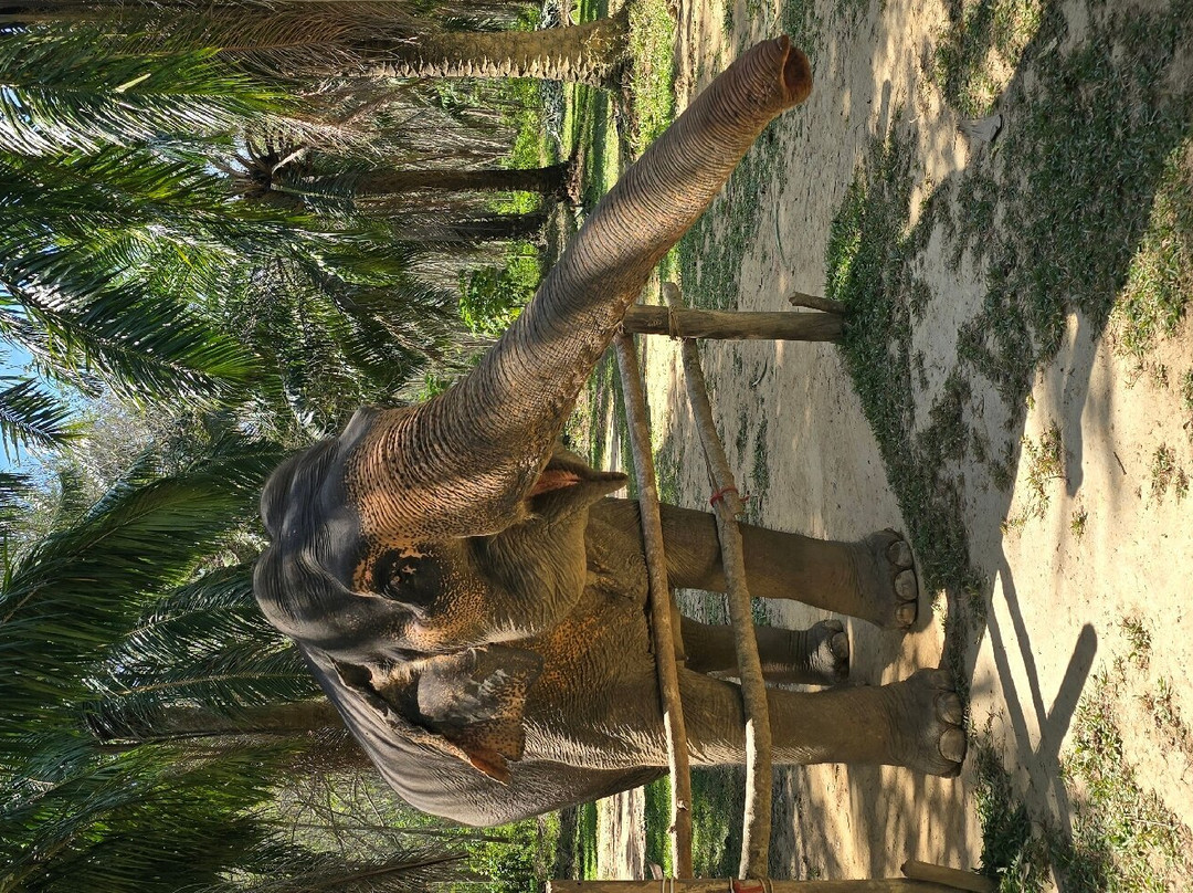 Lanta Elephant Sanctuary-兰塔岛必去景点