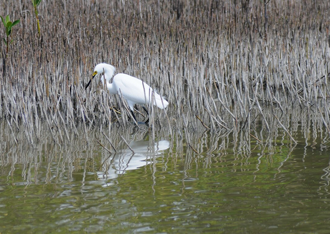 Etang des Salines-Sainte-Anne必去景点